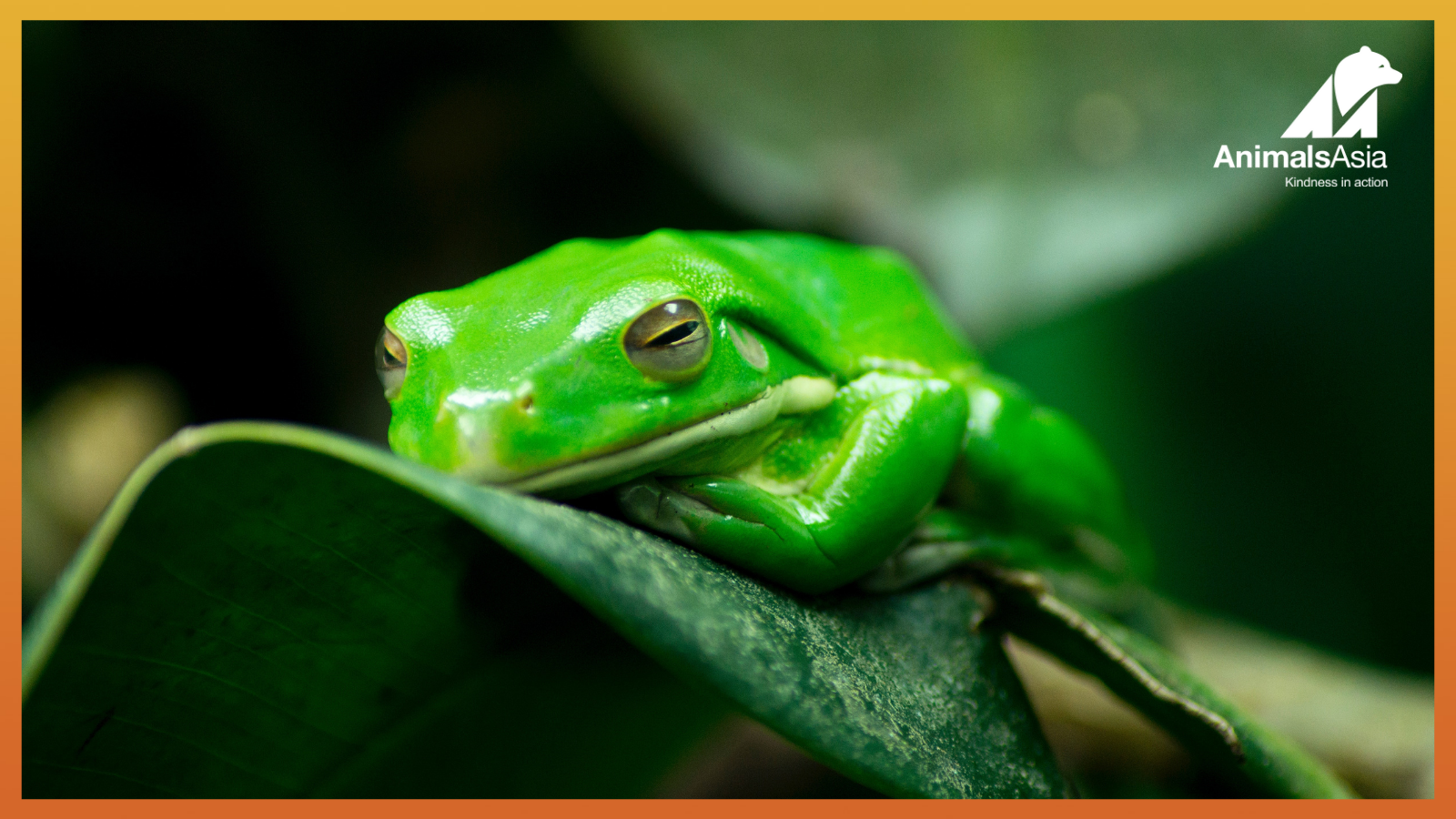 ONE LIFE: Frogs and toads